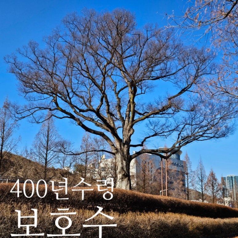 느티나무길양평해장국 이미지