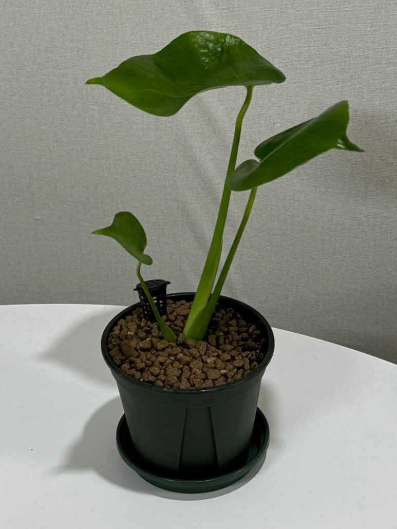 충북화원 이미지