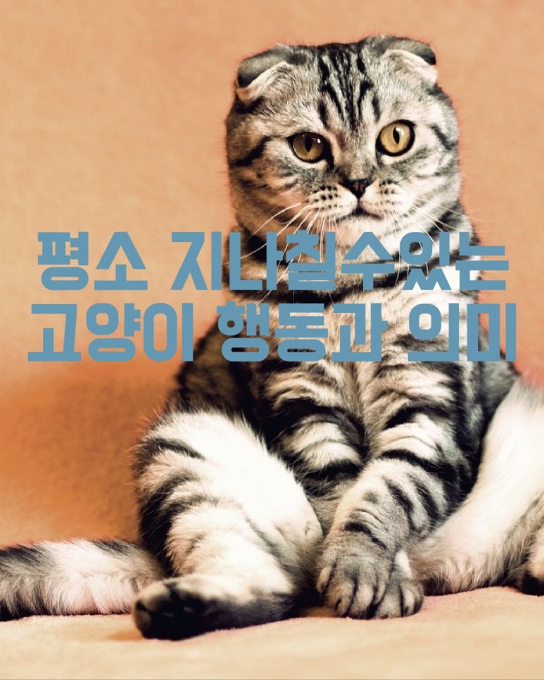 평소 지나칠 수 있는 고양이 행동과 의미