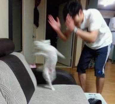 퍼피라운지 이미지