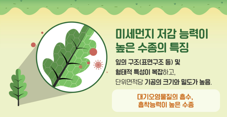 미세잎 이미지