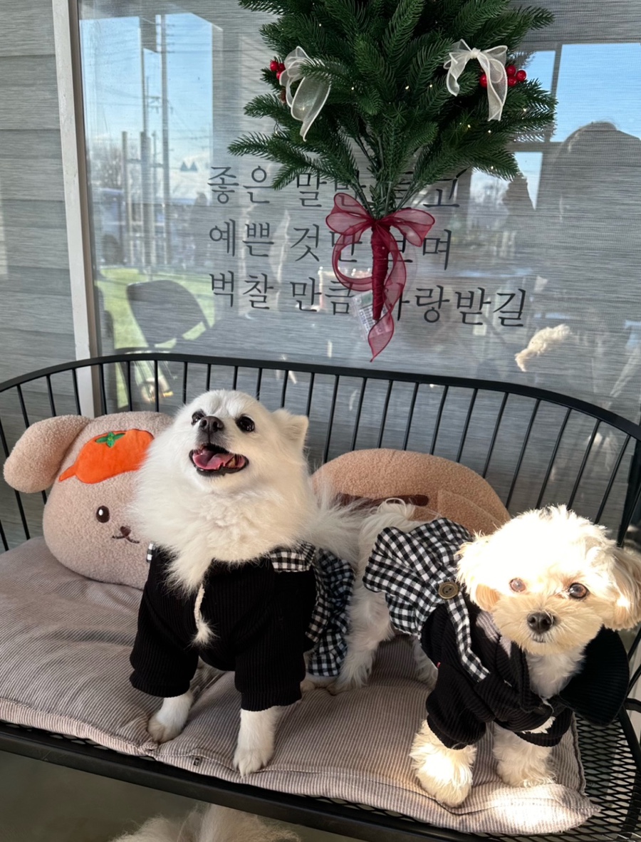 카페리브어스 이미지
