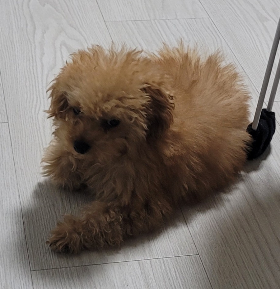 김올가 이미지