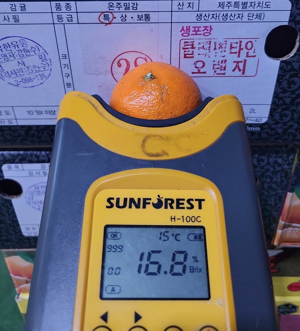 제주오렌지 이미지