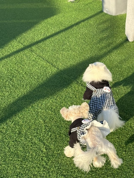 카페리브어스 이미지