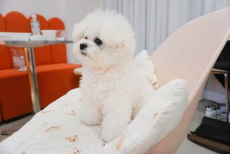 더 담다(The 담다) 이미지
