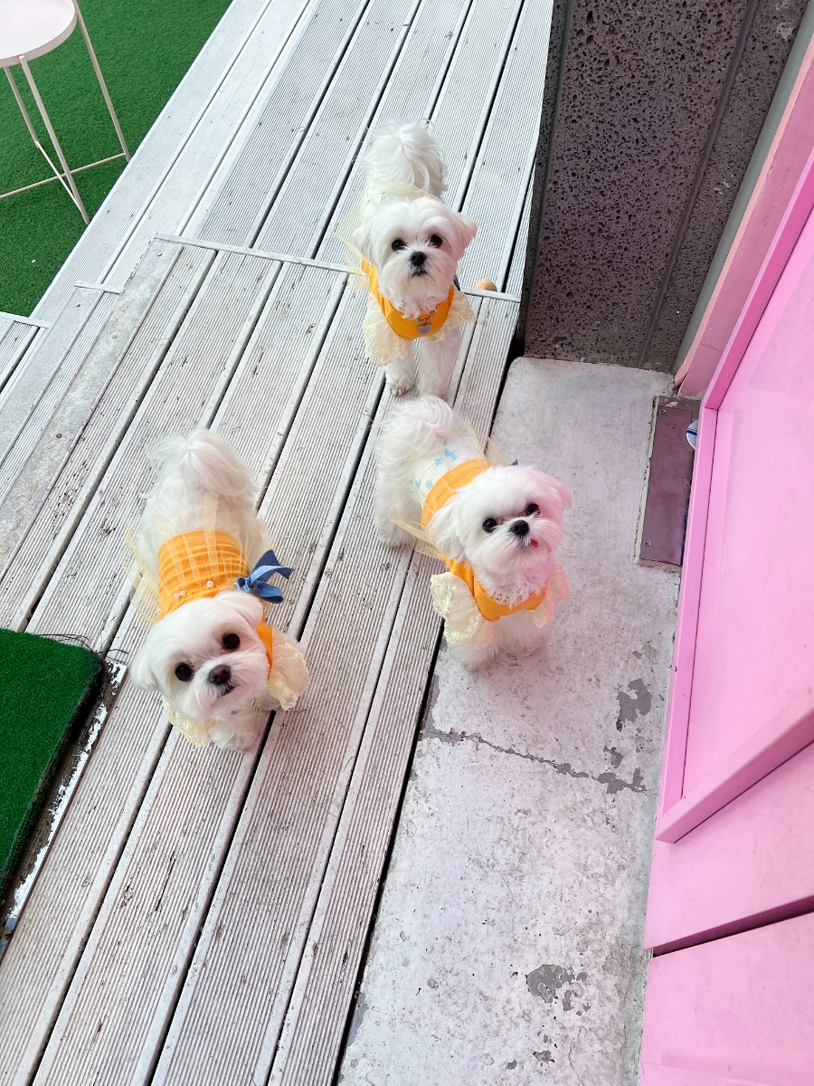 로제몽 이미지
