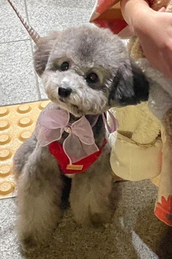펫파크 이미지