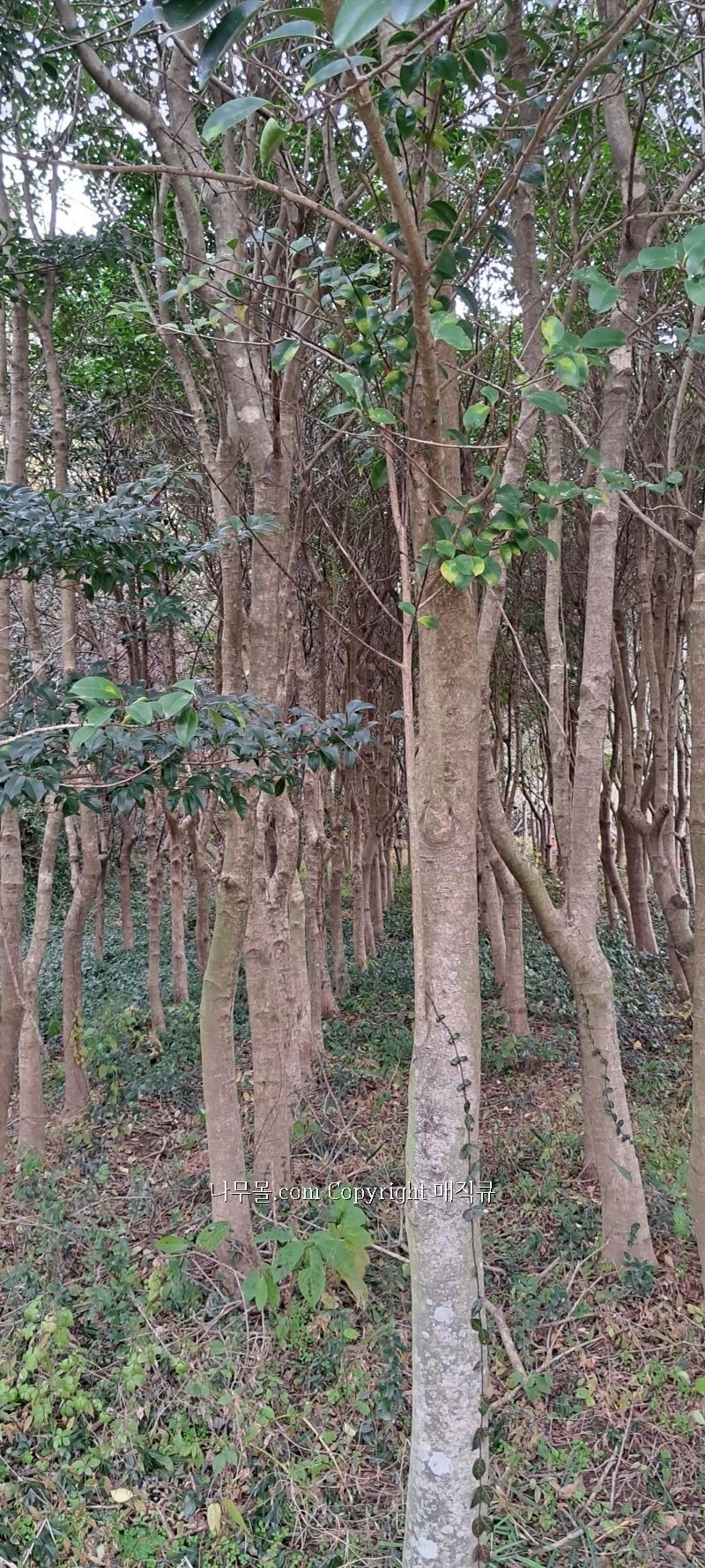 희망조경수판매 이미지