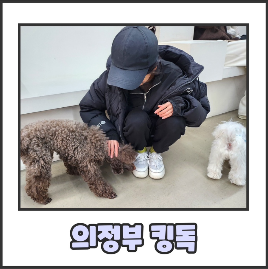 킹독 이미지