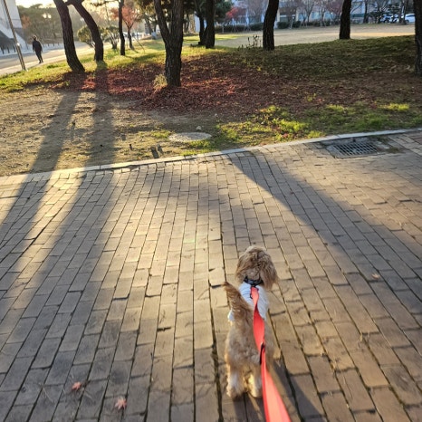 단이마켓 이미지