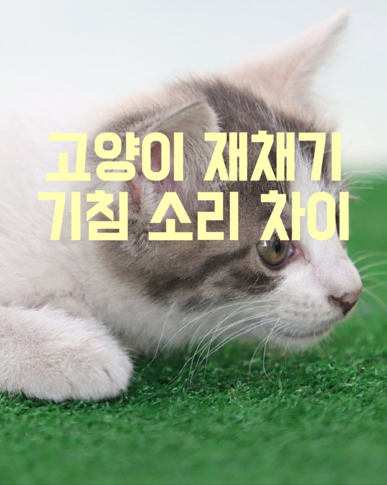 고양이 재채기 기침 소리 차이