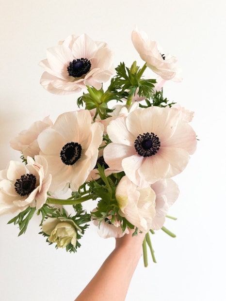 바람의꽃 이미지