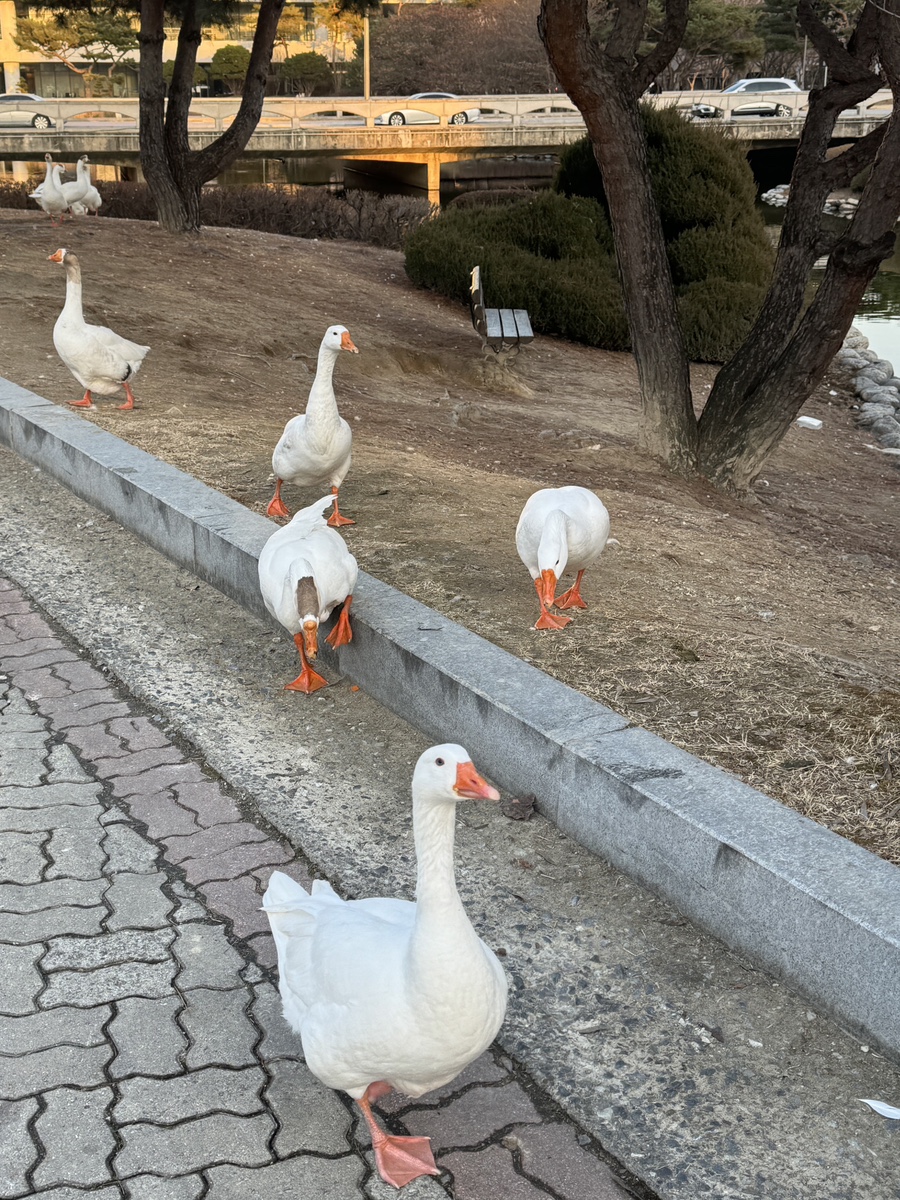 앤티앤스프레즐유성 이미지
