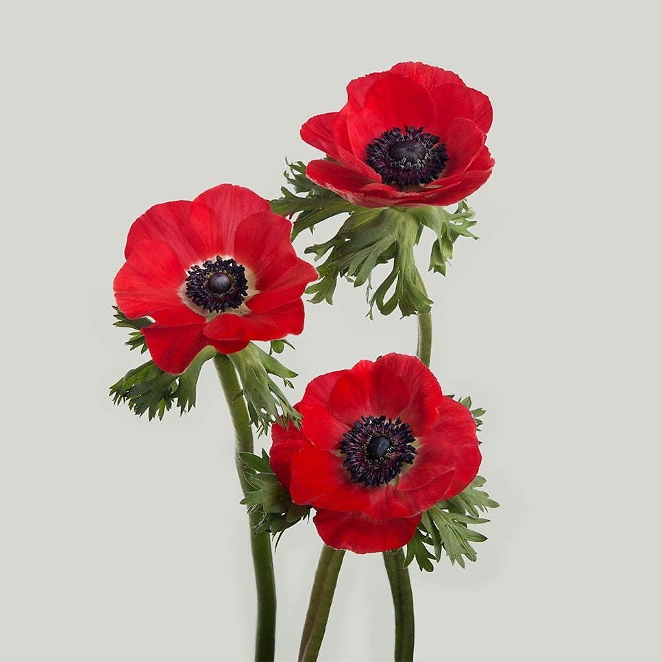 바람의꽃 이미지