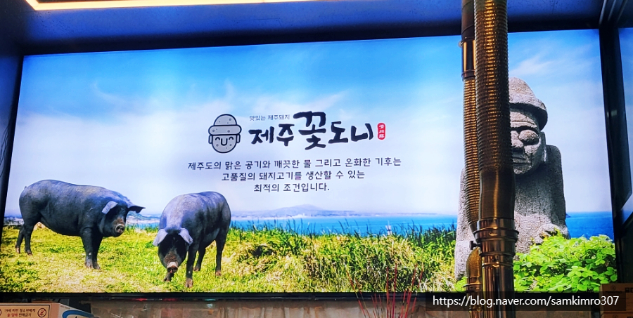 제주꽃도니 이미지