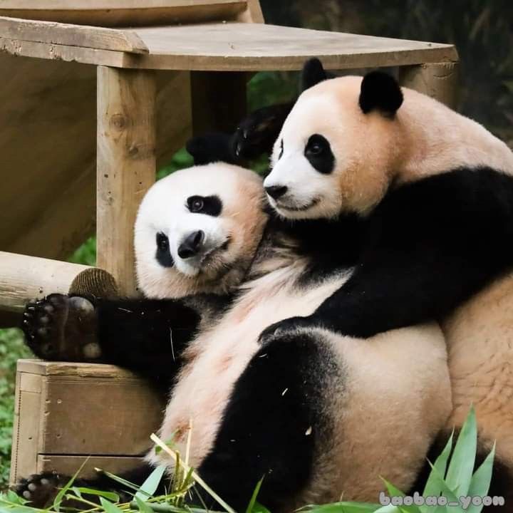 바오 이미지