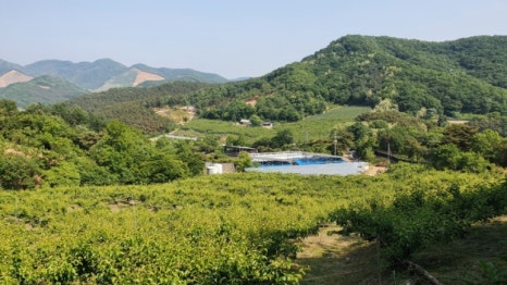 배나무꽃캠핑장 이미지