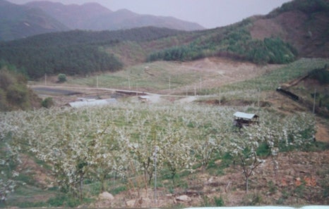 배나무꽃 캠핑장 이미지