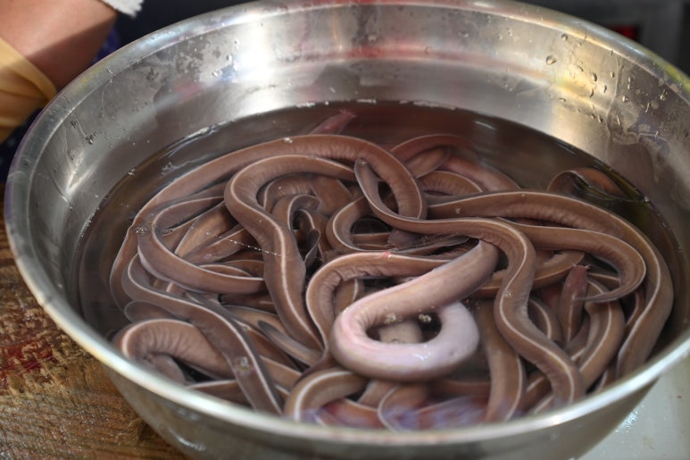 왔다곰장어 이미지