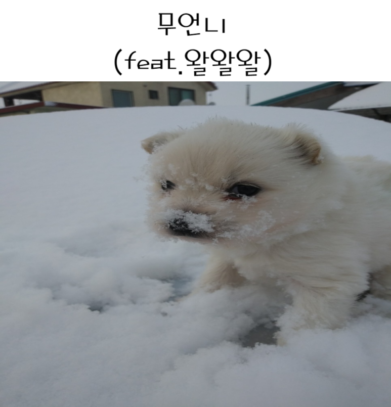 왈왈왈 이미지