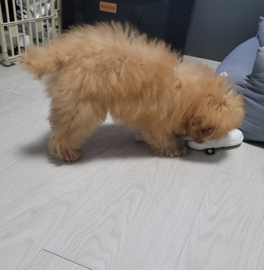 김올가 이미지