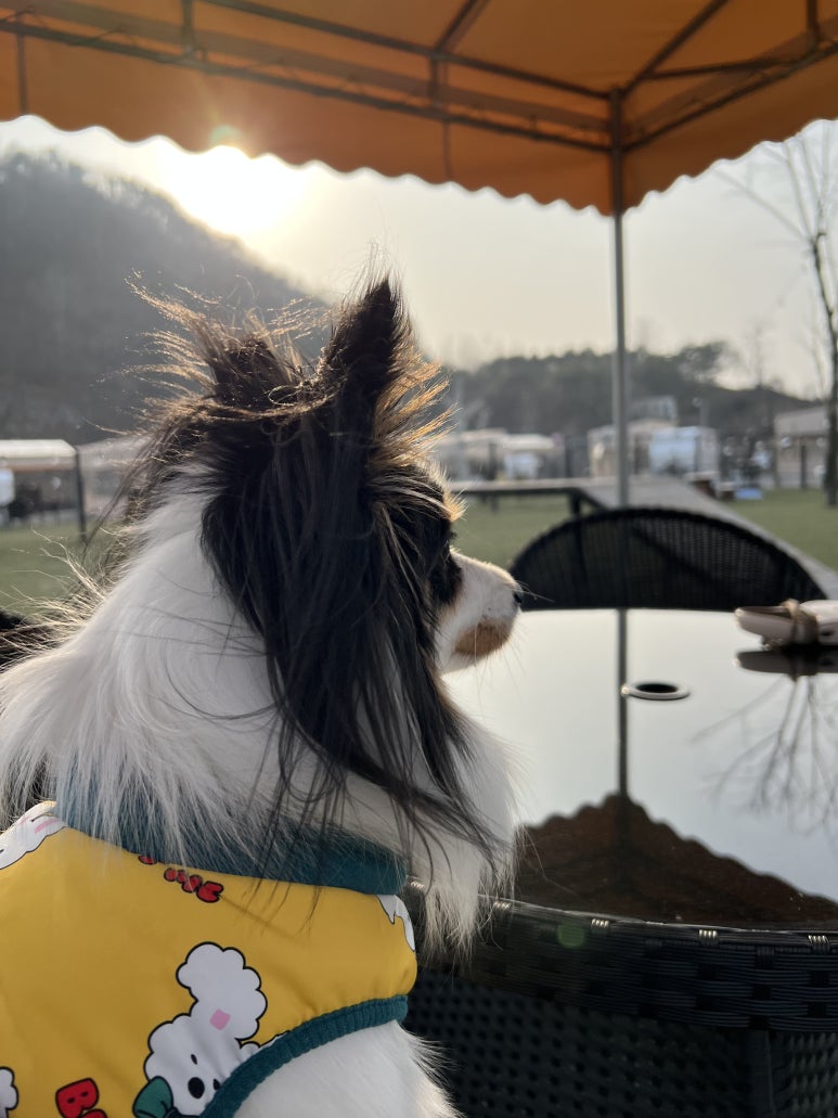 랜드글램핑 이미지