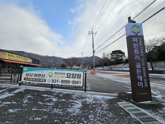 골든파인트리 이미지