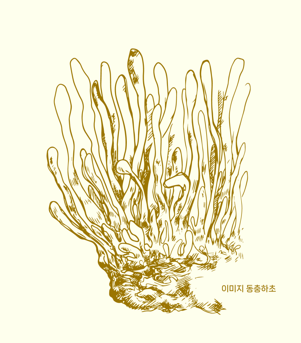 농업회사법인(주)머쉬드림 이미지