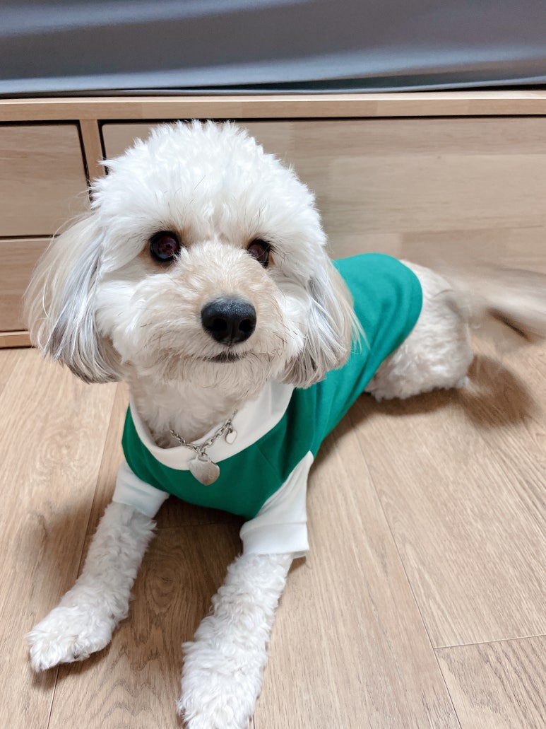 밤밤직구 이미지