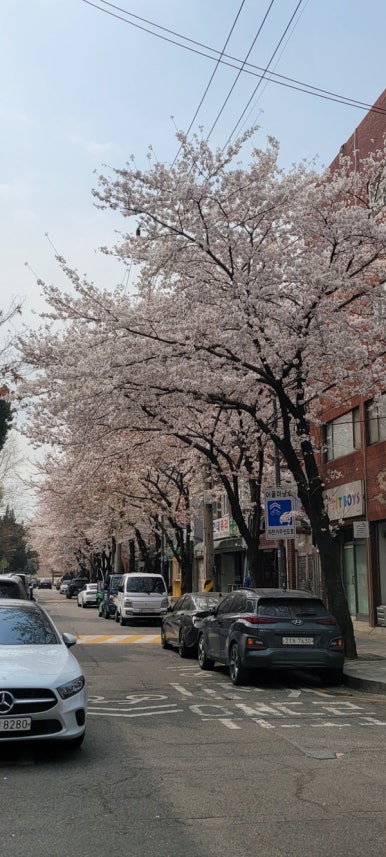 그로니(GRONI) 이미지