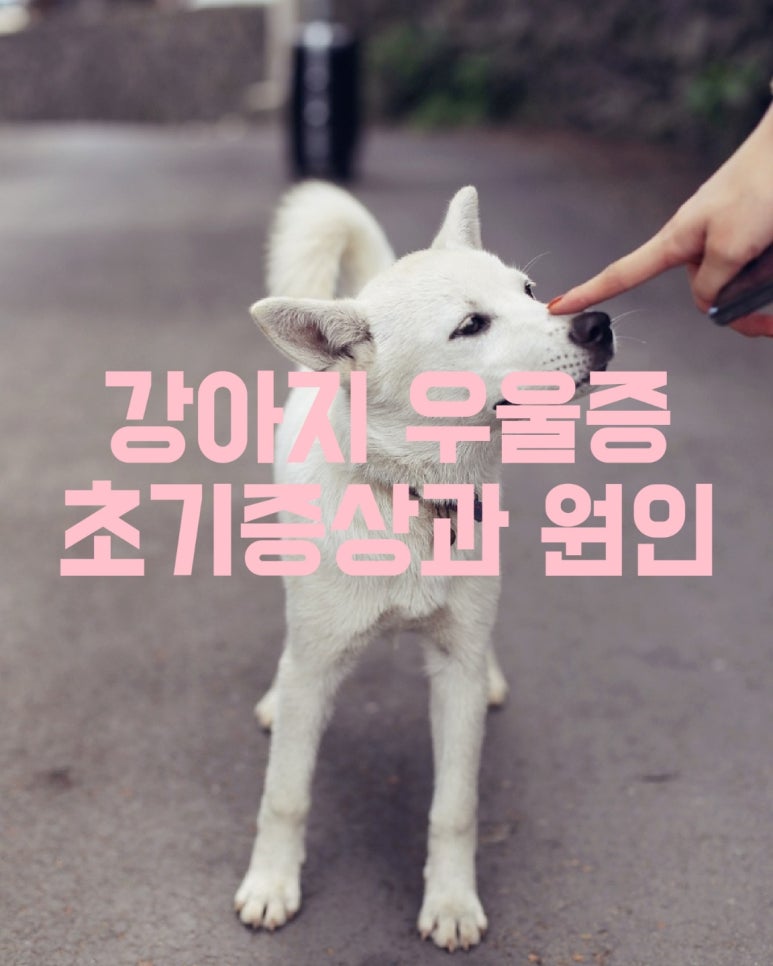 강아지 우울증 초기증상과 원인