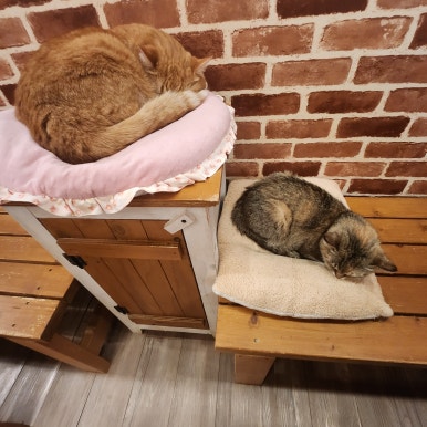 반갑다창문밖고양이 이미지