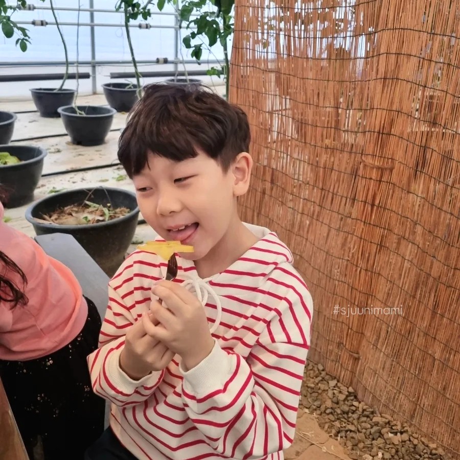프루츠스타 이미지
