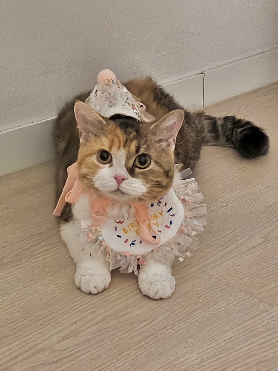 냥츠 이미지