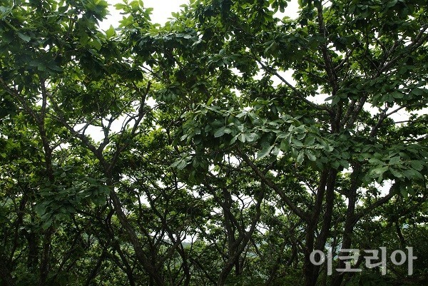참나무 3형제 이미지