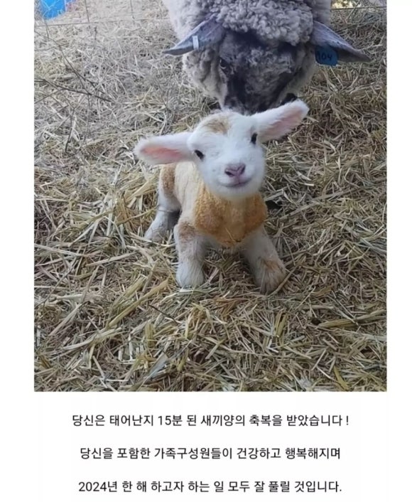 처갓집치킨 이미지