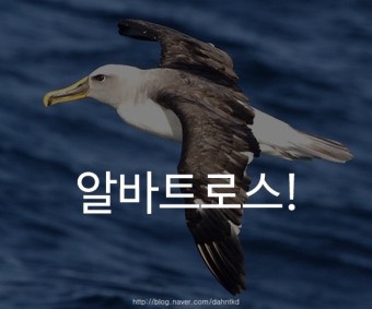 알바트로스 이미지