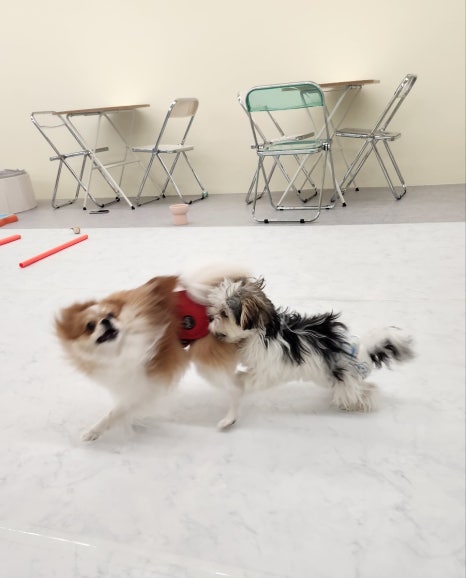 개르메스 이미지