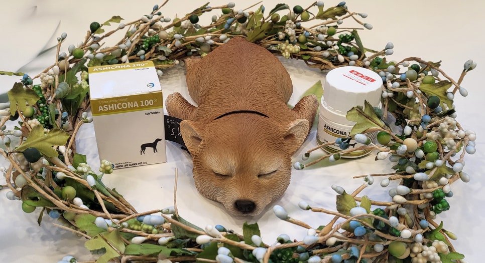 링원 이미지