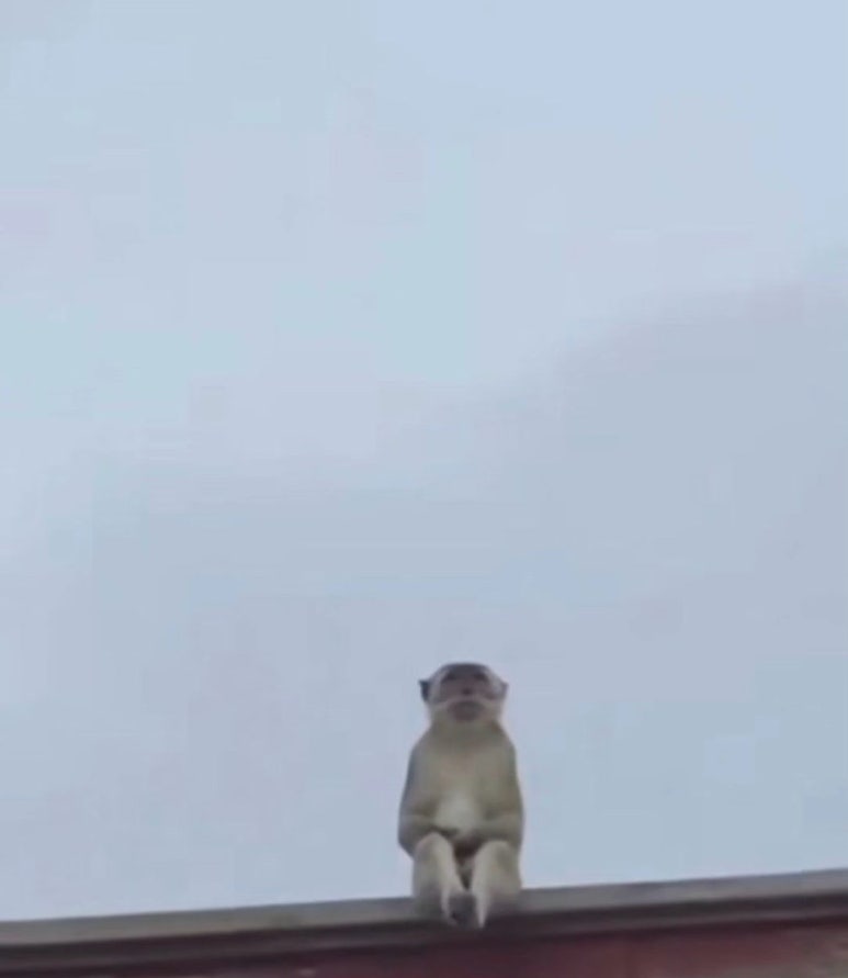 걸리버 이미지