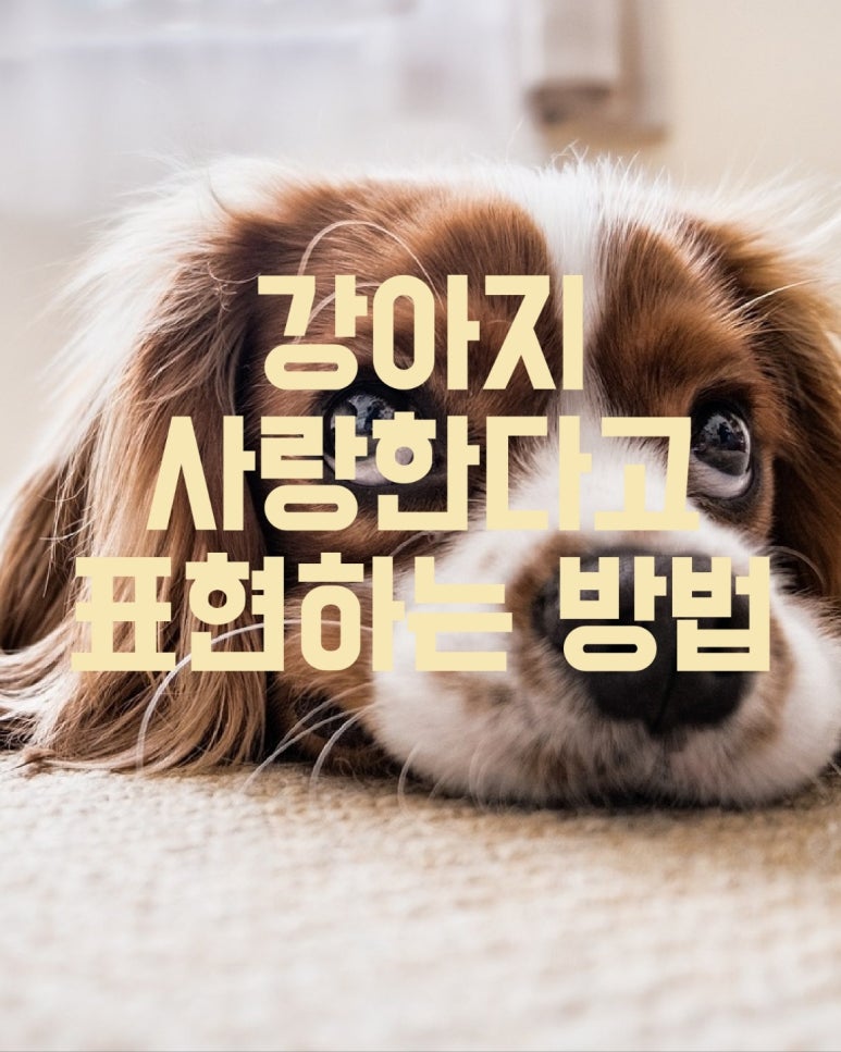 강아지 사랑한다고 표현하는 방법