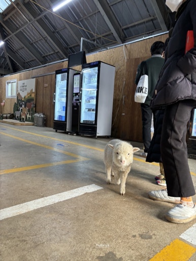 고창상하목장 이미지