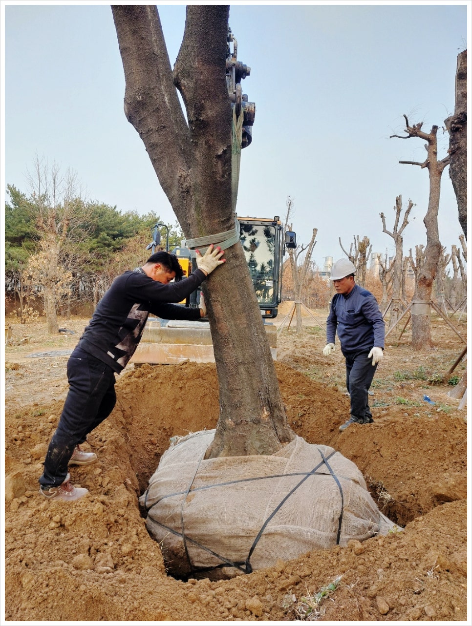 나무조경건설 이미지