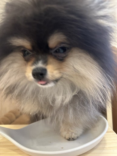 코지펫츠 이미지
