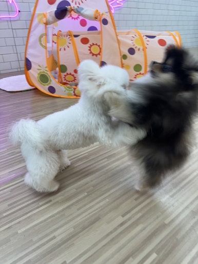 코지펫츠 이미지