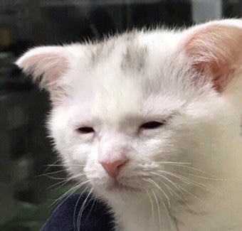 매월흑염소(산동교직영점) 이미지