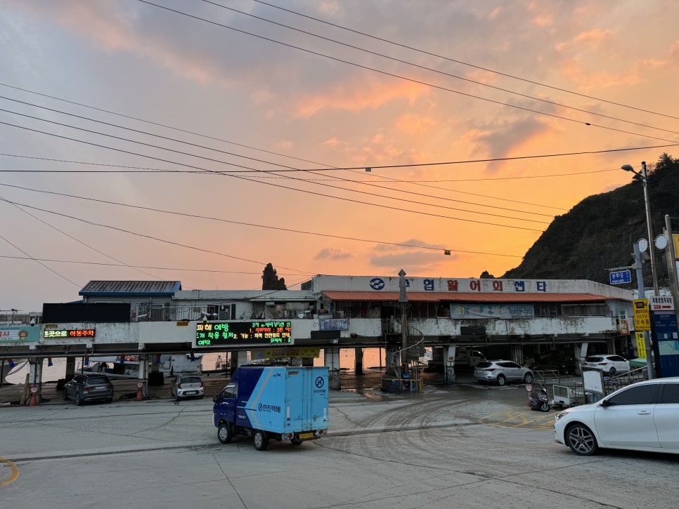 울릉도회산오징어 이미지