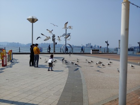파란갈매기 이미지