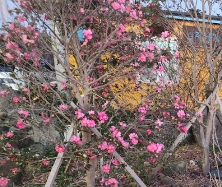 볼레낭게 이미지